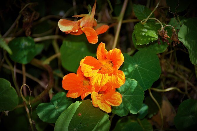 Paradise Valley Beauty Walk - An In-Depth Look at the Paradise Valley Beauty Walk