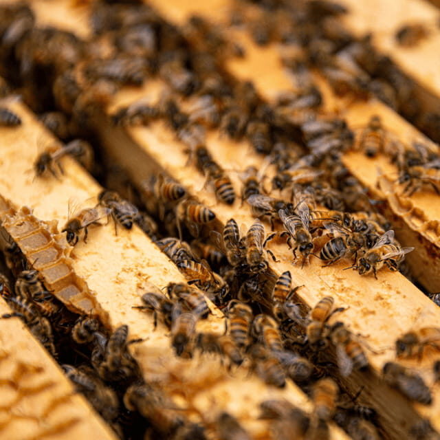 Paradise Valley: Bee Adventure Tour! - FAQ
