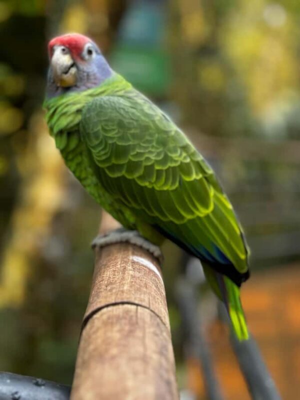 Paraguay + Argentina + Brazil Top Highlights - FAQ