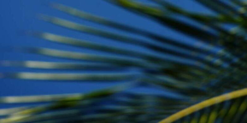 Paramotoring in Bentota - Paramotoring in Bentota: Soar Like a Bird Over Sri Lanka’s Beautiful Coastline