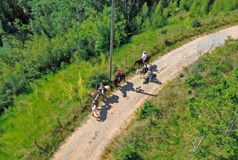 Paraty: 3-Hour Rainforest Horseback Ride - Key Points