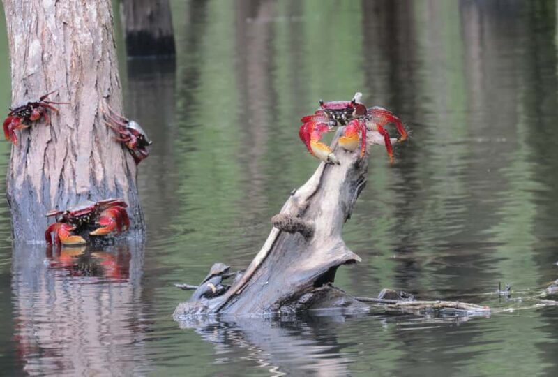 Paraty Bay: Half-Day Mangroves and Beaches Tour by Kayak - Who Should Book This Tour?