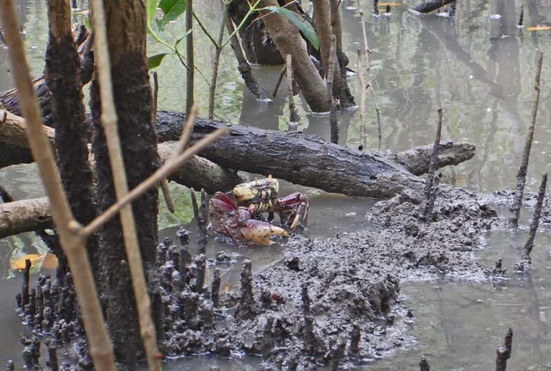 Paraty Bay: Half-Day Mangroves and Beaches Tour by Kayak - Final Thoughts