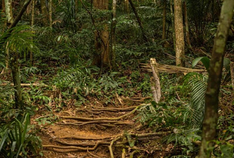 Paraty: Pão de Açucar Peak Trekking and Hiking Tour - The Sum Up