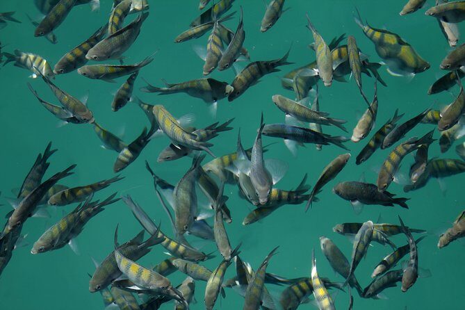 Paraty Schooner Cruise and Snorkeling Tour - Key Points