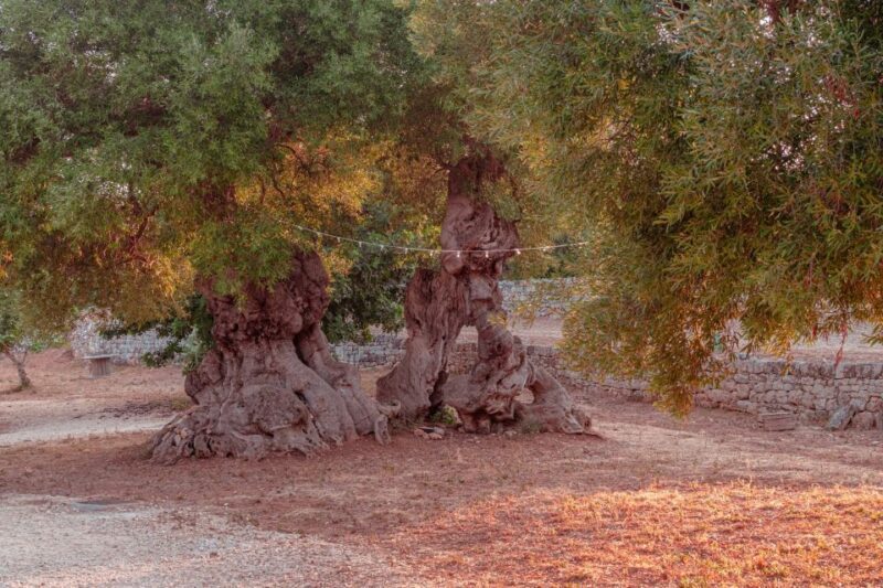 Parco Rurale Monopoli: Guided Tour + Tasting 3 EVO Oils - Frequently Asked Questions