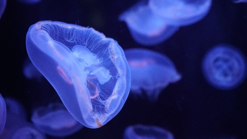 Paris: Aquarium de Paris Entrance Ticket - Who Should Consider Visiting?