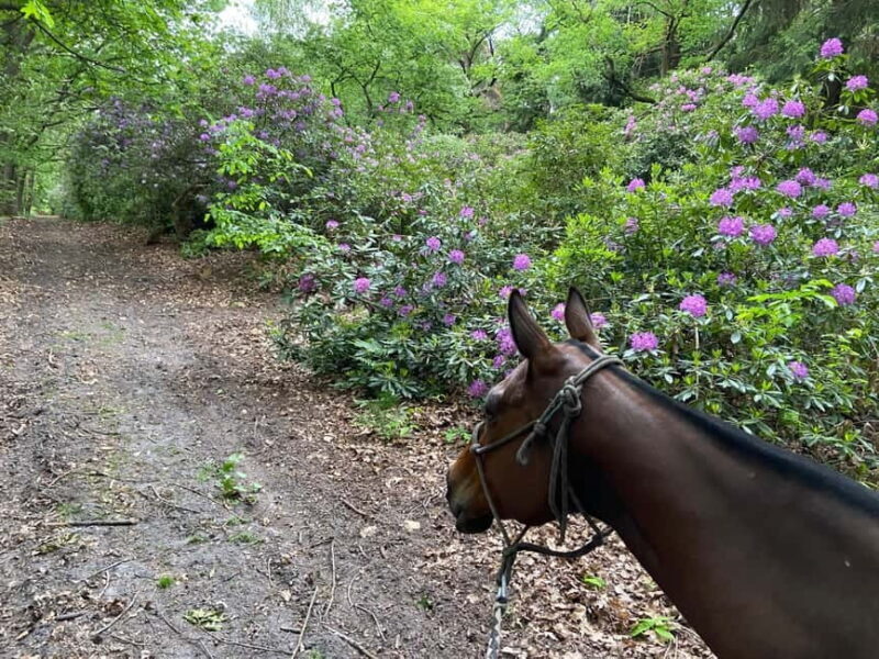 Paris: Aumont-en-Halatte Horseback Riding Tour - Key Points