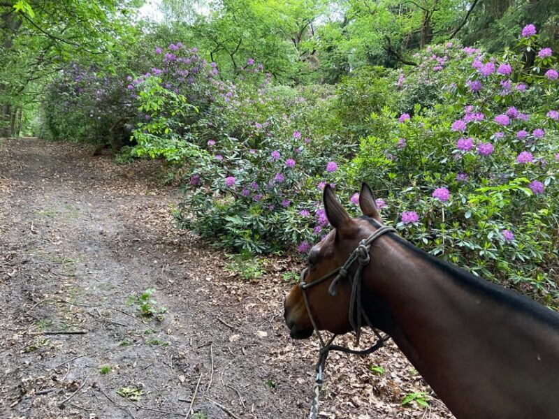 Paris: Aumont-en-Halatte Horseback Riding Tour - The Sum Up