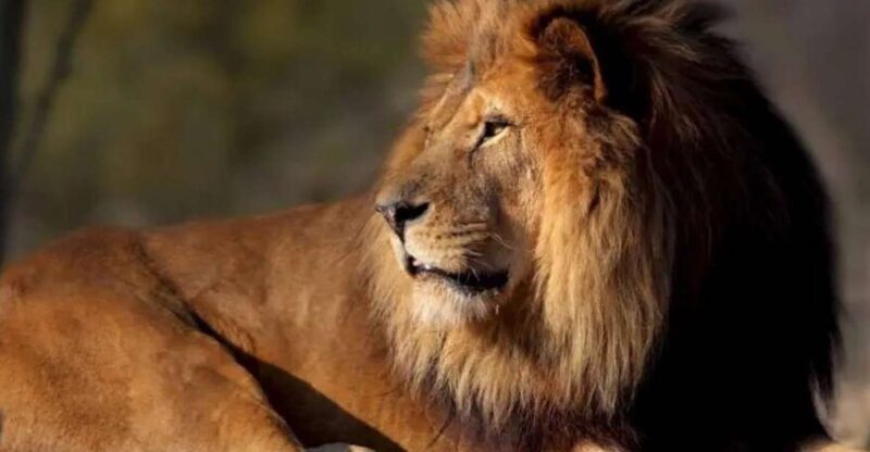 Paris: Paris Zoological Park Entrance Ticket - A Deep Dive Into the Experience