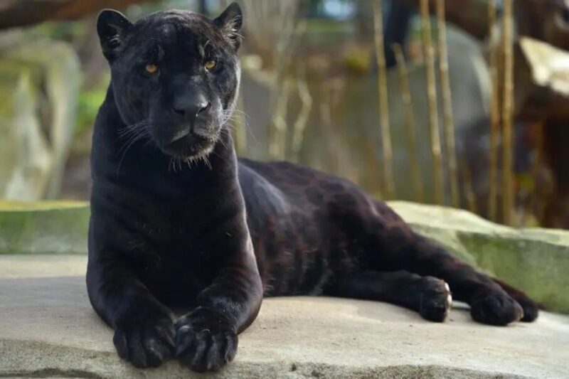 Paris: Paris Zoological Park Entrance Ticket - Final Thoughts: Who Should Visit?