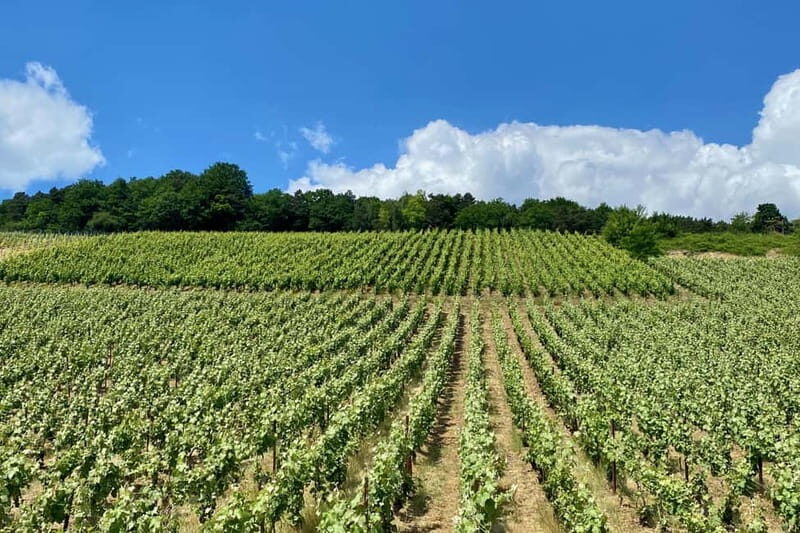 Paris: Ruinart and Veuve Clicquot Champagne Tour by Mercedes - FAQs