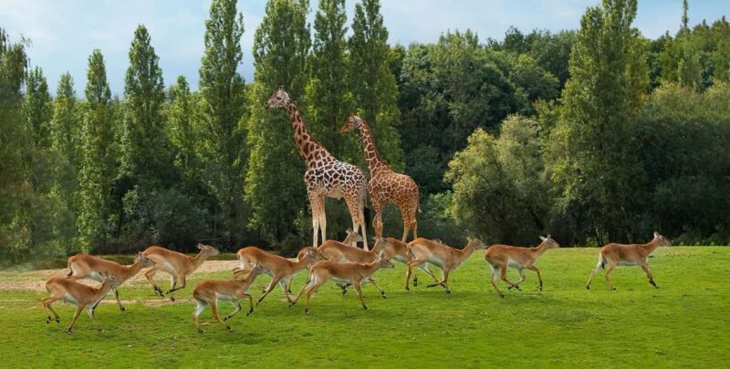 Paris: Thoiry Castle and Safari Park Private Tour - Who Will Love This Tour?
