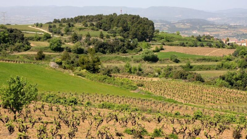 Paris: Two Reims Champagne Vineyards with Tastings and Lunch - Final Thoughts: Is This Tour Right for You?
