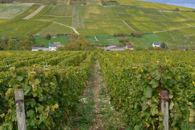 Paris Wine Day Tours exclusive wine tour in the Sancerre area - An In-Depth Look at the Sancerre & Pouilly-Fumé Wine Tour