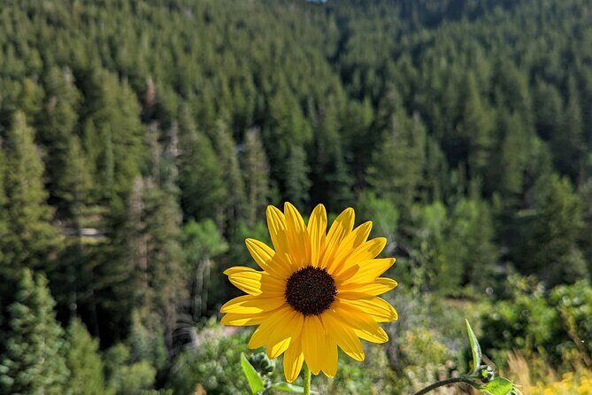 Park City Hiking Activity with Local Guide - Exploring the Park City Hiking Activity with a Local Guide