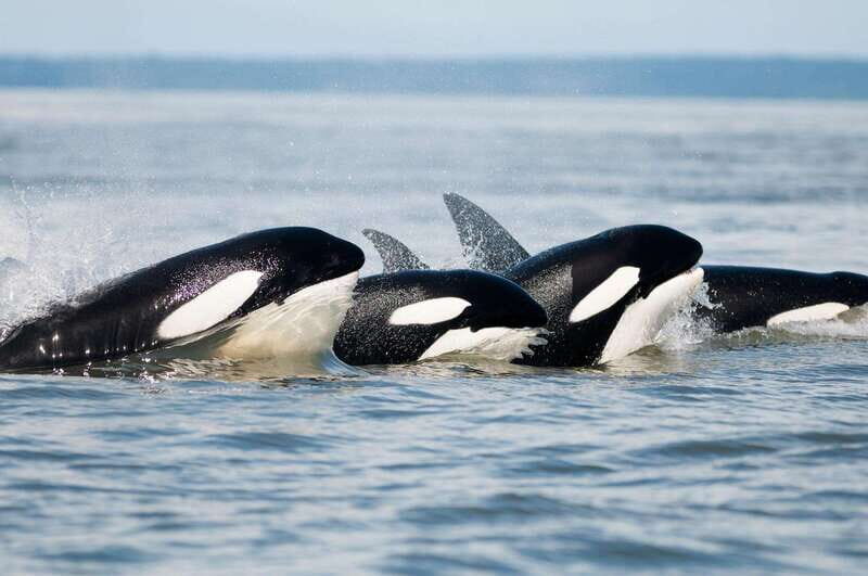 Parksville: Half-Day Whale and Wildlife Adventure - Discover the Magic of the Salish Sea with a Half-Day Whale and Wildlife Adventure