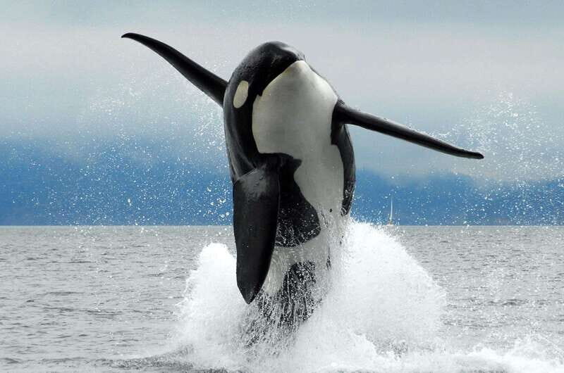 Parksville: Half-Day Whale and Wildlife Adventure - FAQ