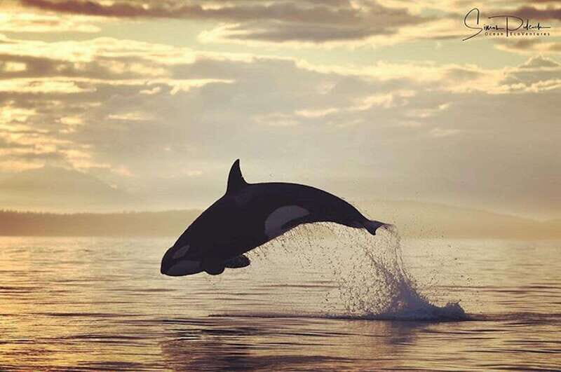 Parksville: Sunset Whale and Wildlife Adventure - Key Points