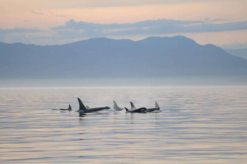 Parksville: Sunset Whale and Wildlife Adventure - A Closer Look at the Sunset Whale and Wildlife Tour