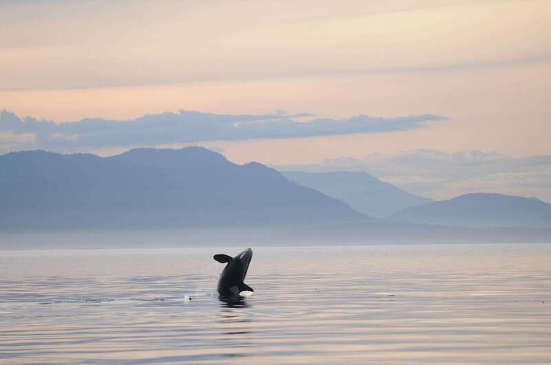 Parksville: Sunset Whale and Wildlife Adventure - FAQs