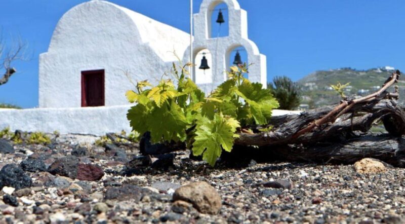 Paros wine tour and tasting - What’s Included and How It’s Structured