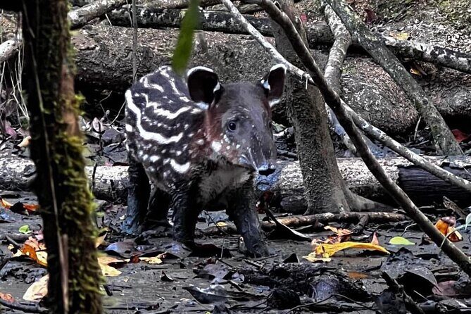 Parque Nacional Corcovado- Sirena day tour desde Puerto Jiménez - Key Points