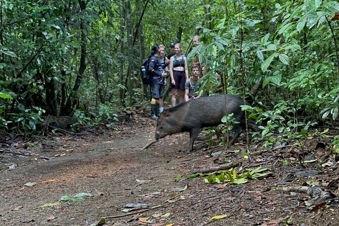 Parque Nacional Corcovado- Sirena day tour desde Puerto Jiménez - FAQ