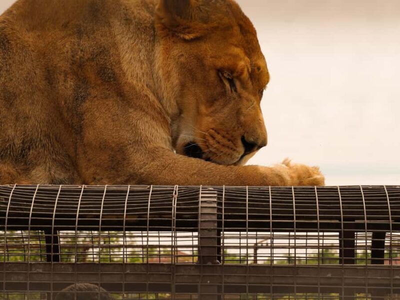 Parque Safari: Wild Adventure Up Close with Amazing Animals - A Full Look at the Parque Safari Experience