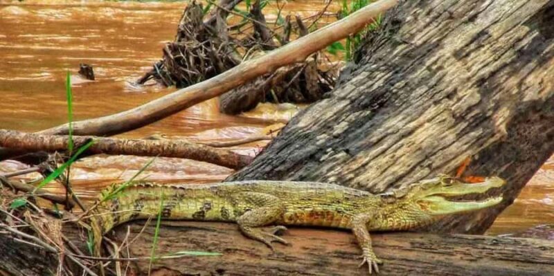 Parrot and Macaw Clay Lick Tour - Key Points