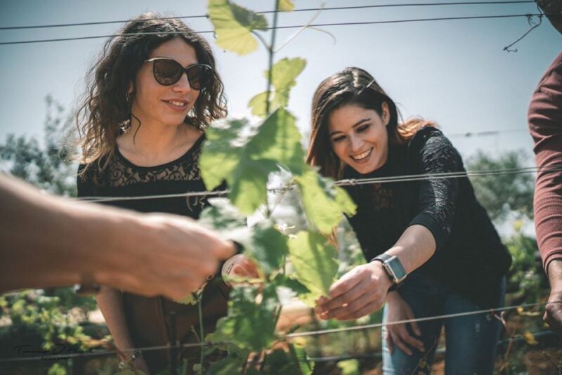 Partinico: Farm Augustali Winery Tour with Picnic & Tastings - An In-Depth Look at the Augustali Winery Experience