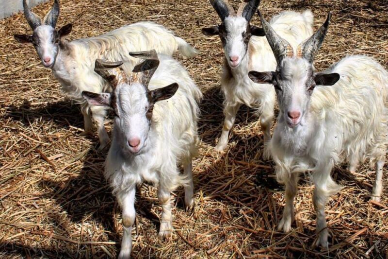 Partinico: Farm's Animals and Aromatic Garden Experience - The Sum Up