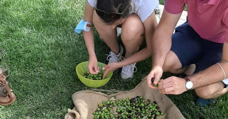 Partinico: Olive Harvest with Wine Tasting and Brunch - Partinico: Olive Harvest with Wine Tasting and Brunch — A Genuine Taste of Sicily