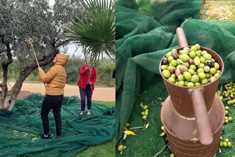 Partinico: Olive Harvest with Wine Tasting and Brunch - Final Thoughts: Is This Tour for You?