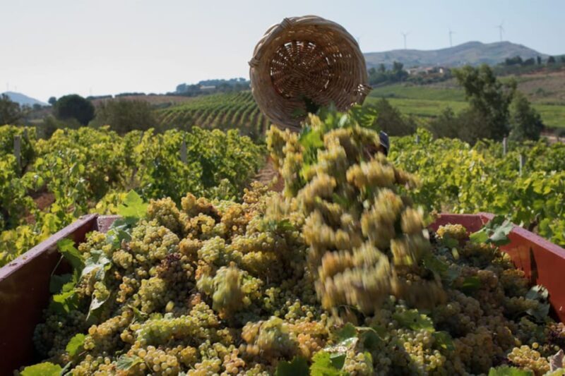 Partinico:Grape harvest in the lands of FrederikII of Swabia - Partinico: Grape Harvest in the Lands of Frederik II of Swabia — An Authentic Sicilian Experience