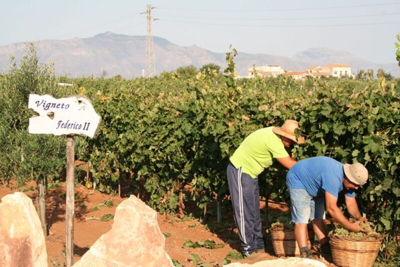Partinico:Grape harvest in the lands of FrederikII of Swabia - FAQ