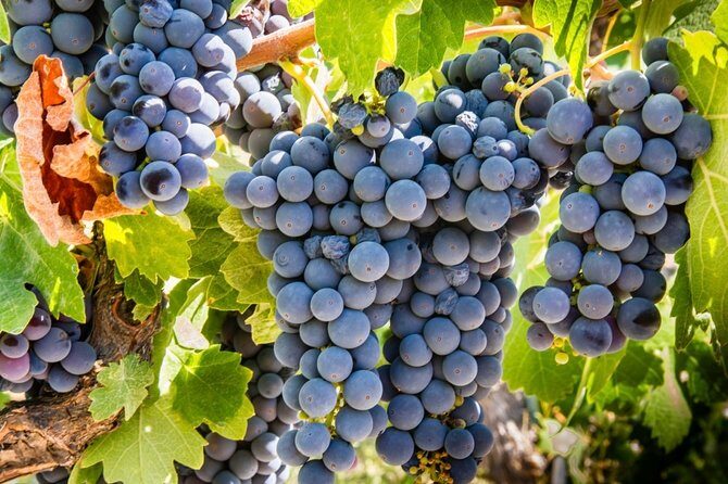 Paso Robles Scavenger Hunt Adventure - A Closer Look at the Paso Robles Scavenger Hunt Adventure