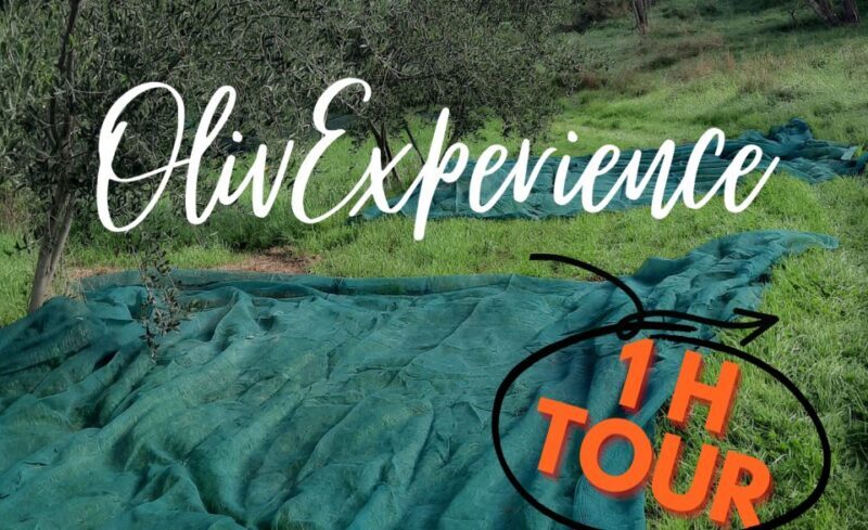 Passeggiando nell'uliveto: come nasce l'olio extrav d'oliva? - A thorough look at what this olive oil tour offers