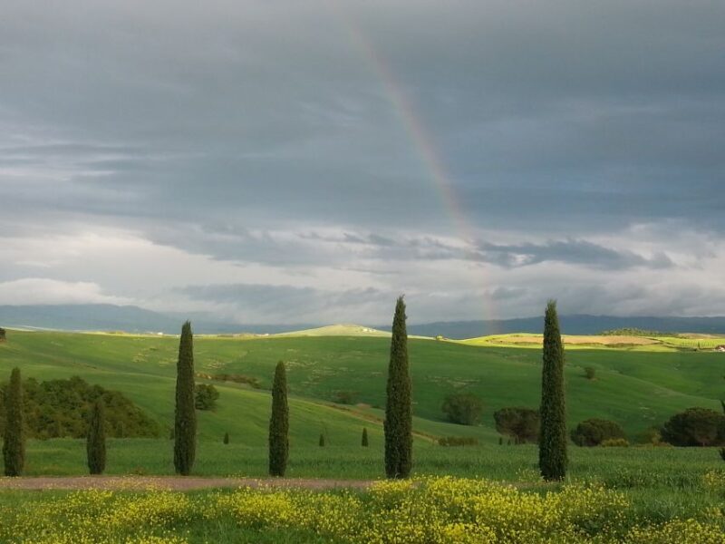 Passeggiando nell'uliveto: come nasce l'olio extrav d'oliva? - FAQ