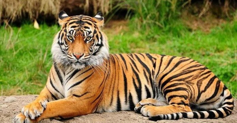 Patan: Patan Durbar, Central Zoo & Godawari Botanical Garden - Final Thoughts: Who Should Take This Tour?