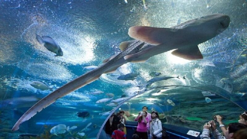 Pattaya: Underwater World Pattaya Aquarium Admission Ticket - Key Points