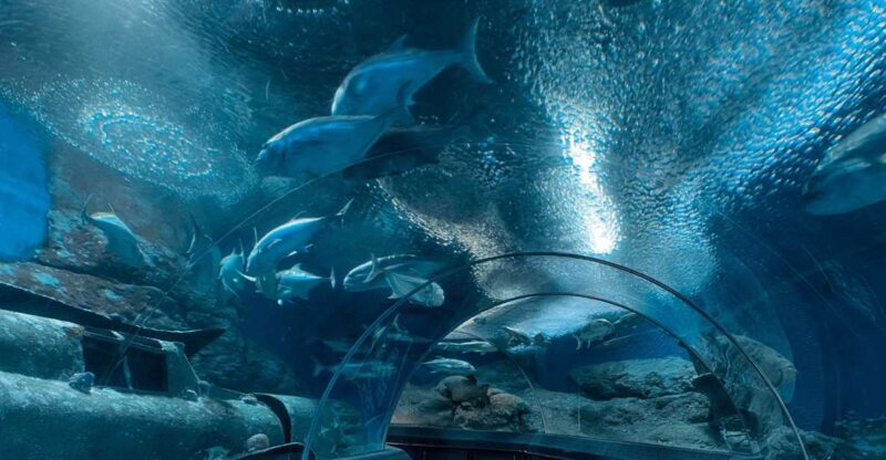 Pattaya: Underwater World Pattaya Aquarium Admission Ticket - An In-Depth Look at Underwater World Pattaya