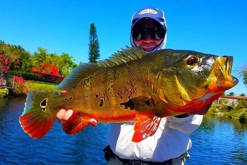 Peacock Bass Fishing Trips Near Miami Florida - Peacock Bass Fishing Trips Near Miami Florida
