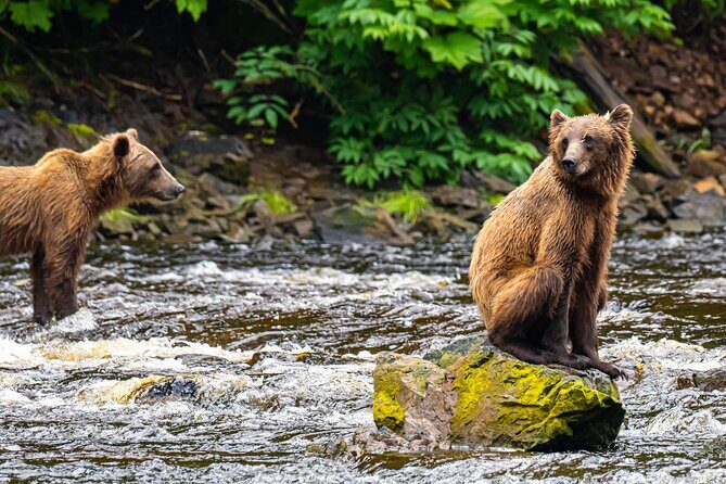 Peak Season Bear Viewing By Seaplane - Key Points