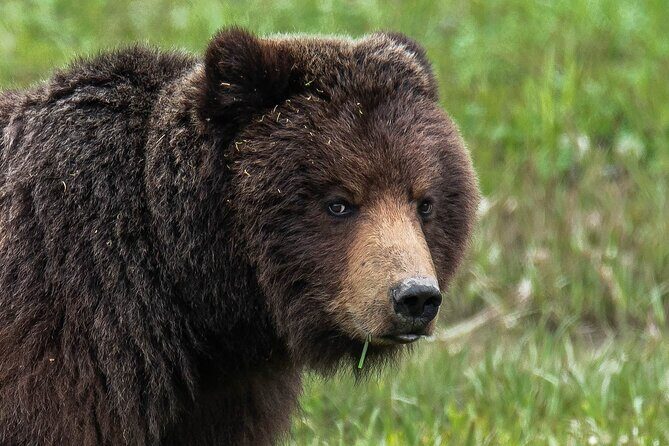 Peak Season Bear Viewing By Seaplane - Frequently Asked Questions