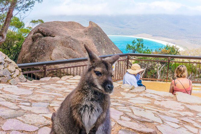 Peaks, Falls & Furry Locals: Mt. Field & the Derwent - FAQ