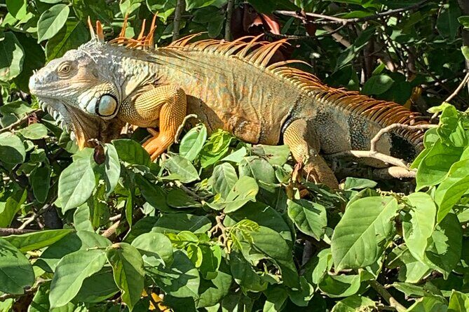 Peanut Island Sunrise Paddle Boarding Adventure - Final Thoughts