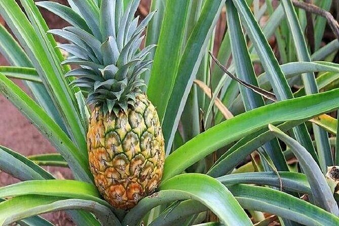 Pearl Harbor & Mini Circle Island from Maui - Final Thoughts