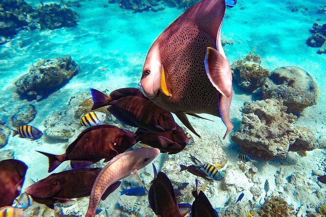 Pearl Island Bahamas Snorkeling Experience and Lunch - What the Reviews Say: Balancing the Experience