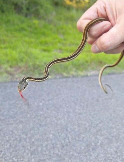 Pearlington: Devil's Swamp Eco Walking Tour - FAQ